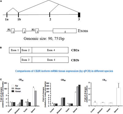 Potential Role of Cannabinoid Type 2 Receptors in Neuropsychiatric and Neurodegenerative Disorders